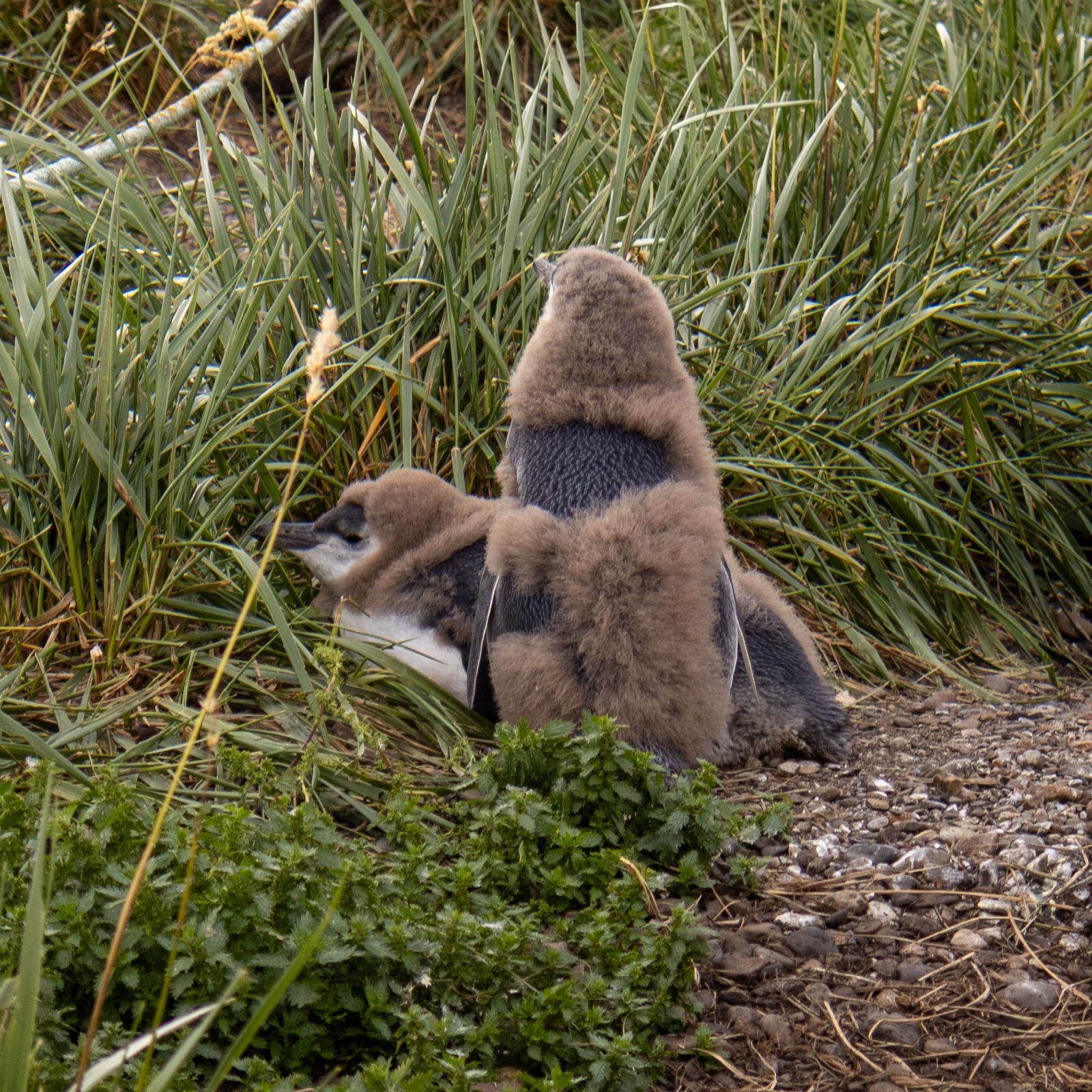 Dois filhotes de pinguim-de-magalhães trocando as penas na Isla Martillo