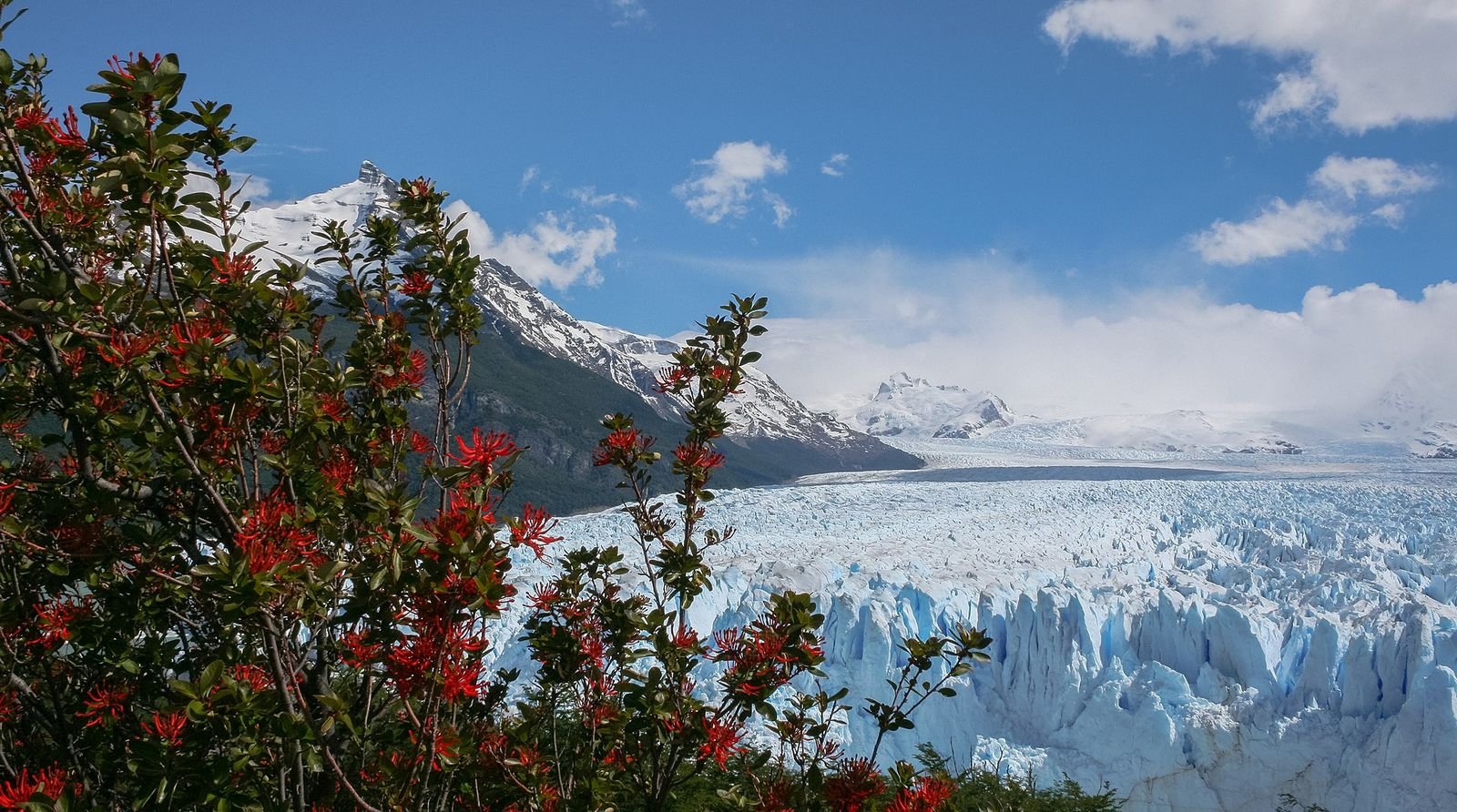 Glaciar Perito Moreno visto das passarelas, com flores vermelhas de notro em primeiro plano