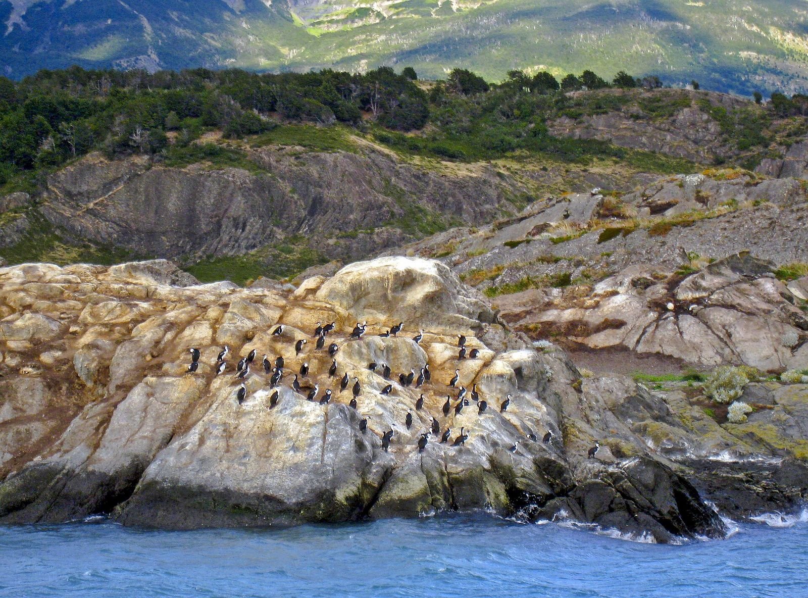 Colônia de cormorões numa ilha rochosa do Canal de Beagle, em Ushuaia