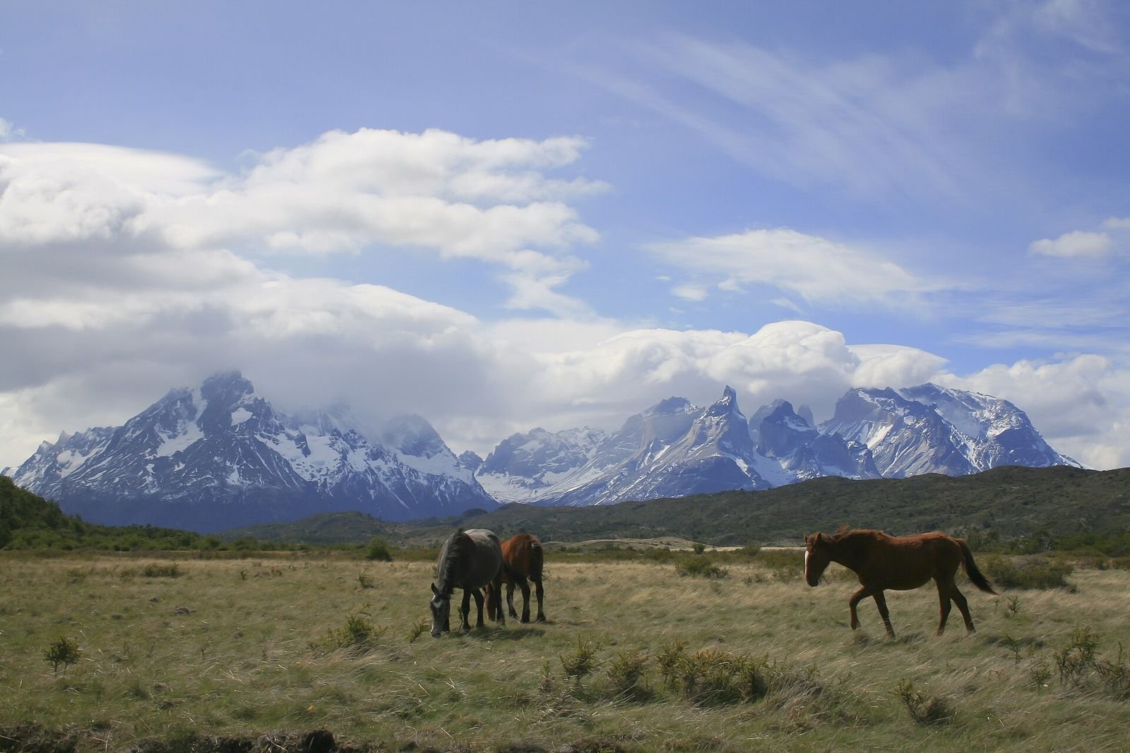 Patagônia no verão: cavalos diante dos Cuernos del Paine, em Torres del Paine