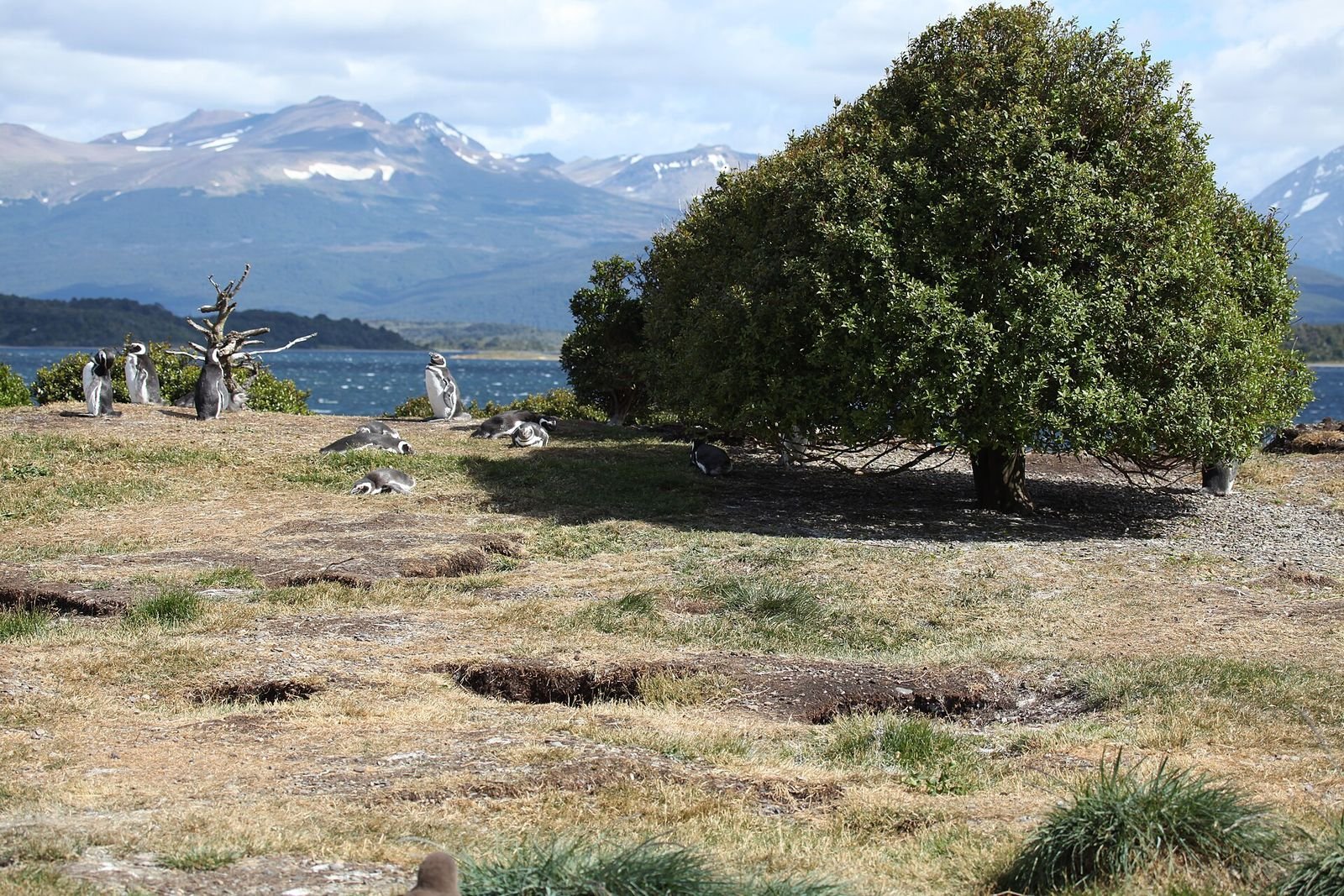 Ushuaia pinguim: colônia de pinguins-de-magalhães na Isla Martillo