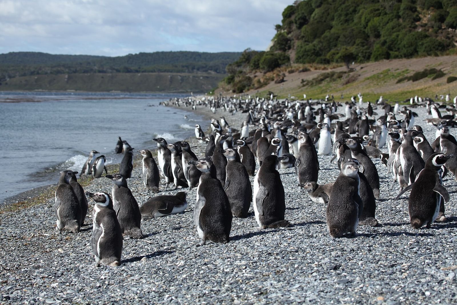 Ushuaia no verão: pinguins-de-magalhães na praia da Isla Martillo, no Canal de Beagle